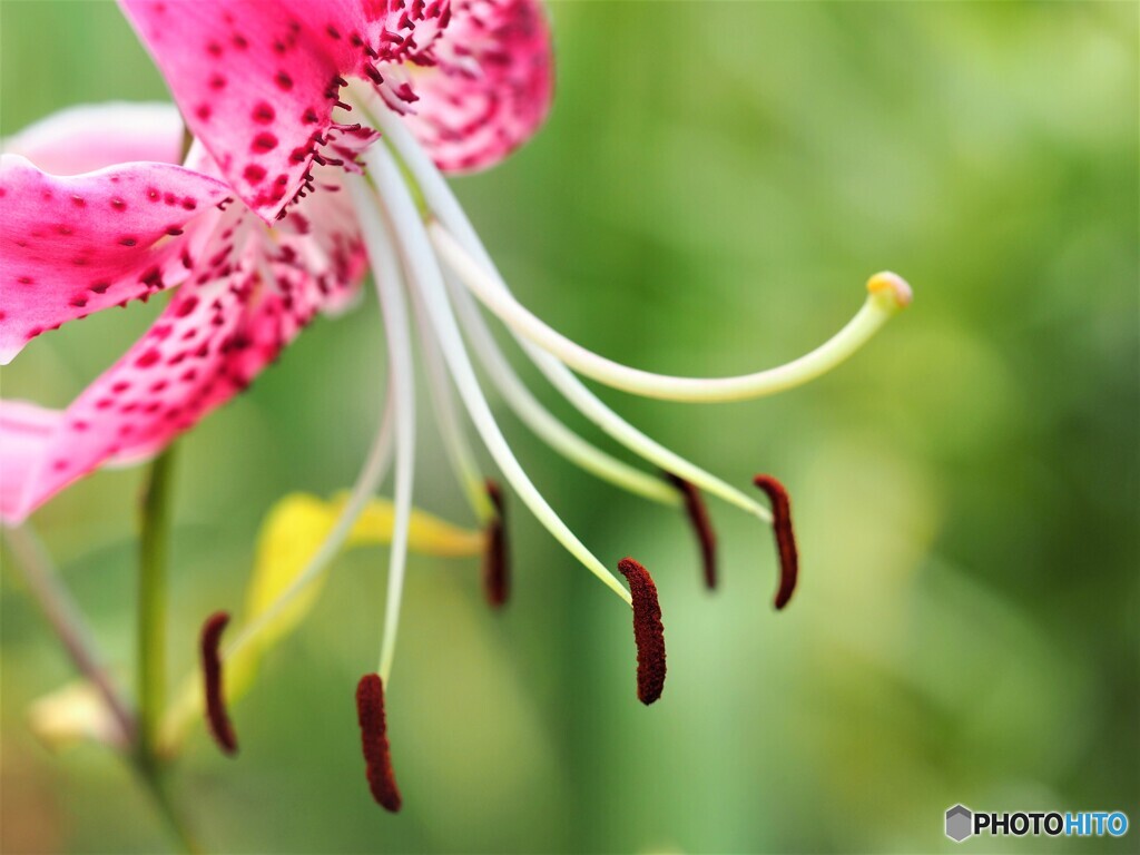 荘厳