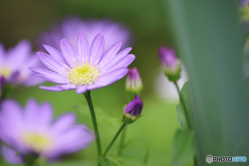 皐月花ー都忘れ