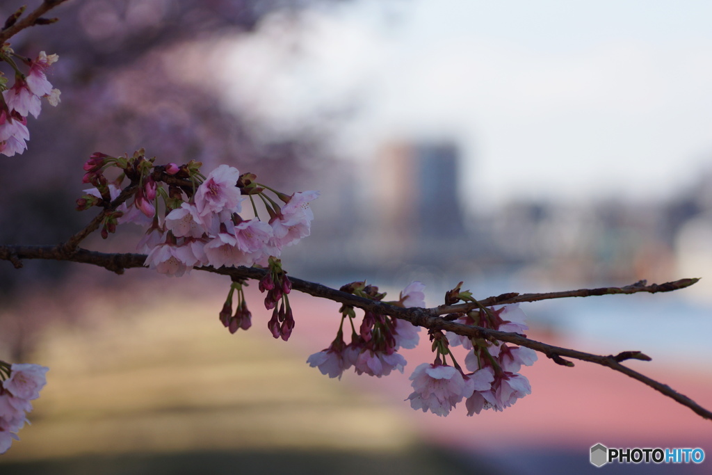 隅田川の桜色