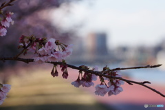 隅田川の桜色