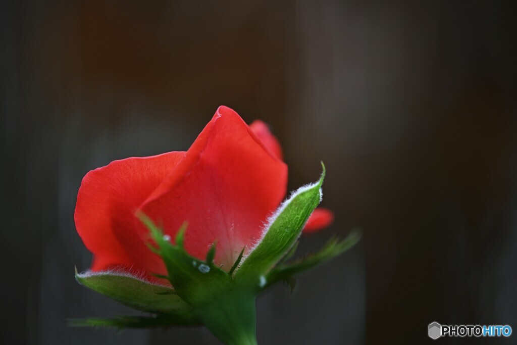 ミニ薔薇