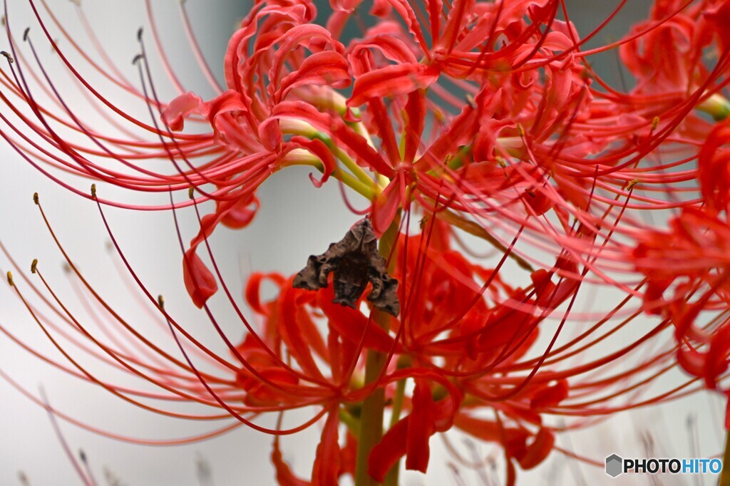 曼珠沙華にホシホウジャク