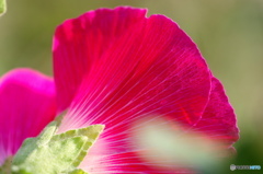 葉月花－10