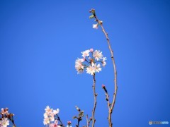 青に十月桜。