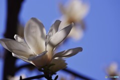 碧空の玉蘭－ⅲ