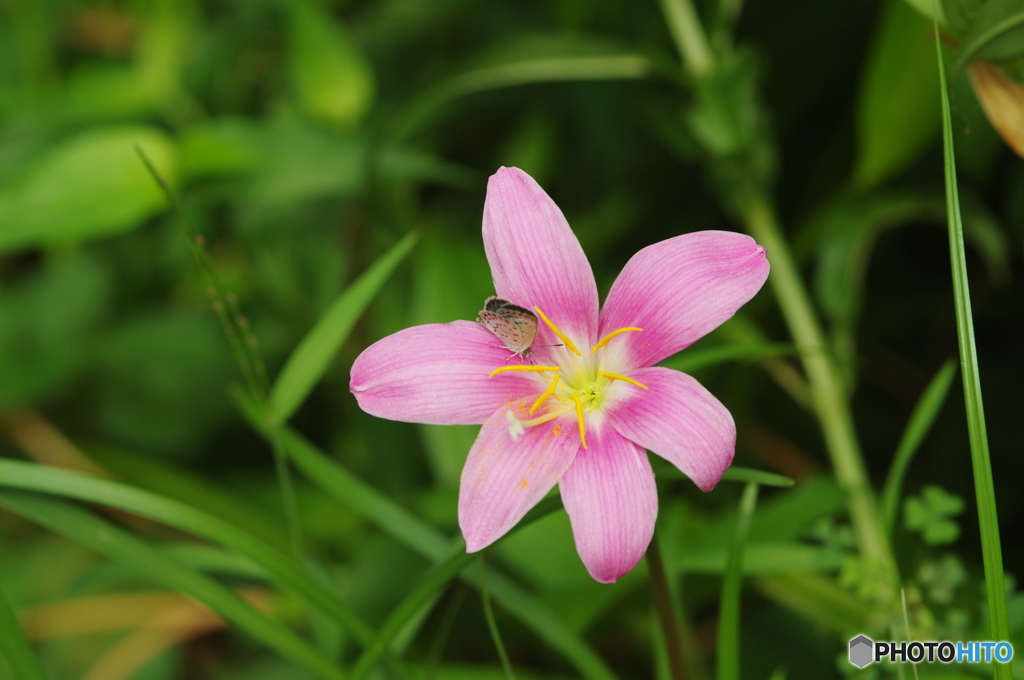 ヤマトシジミチョウの舞ー21