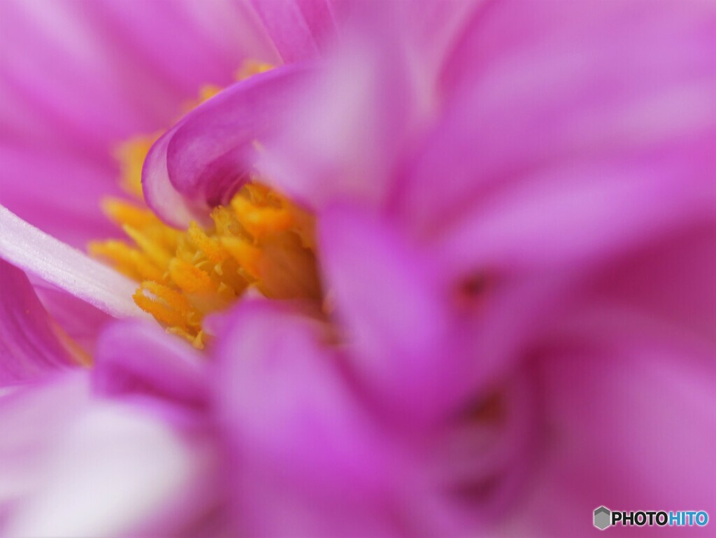 自粛のベランダ～ⅴ