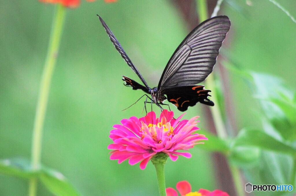 黒蝶の魅力～ⅱ