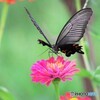 黒蝶の魅力～ⅱ