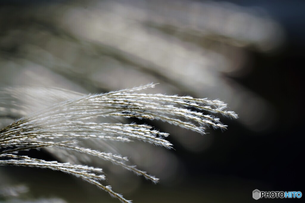 Silver grass