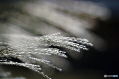Silver grass