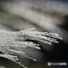 Silver grass