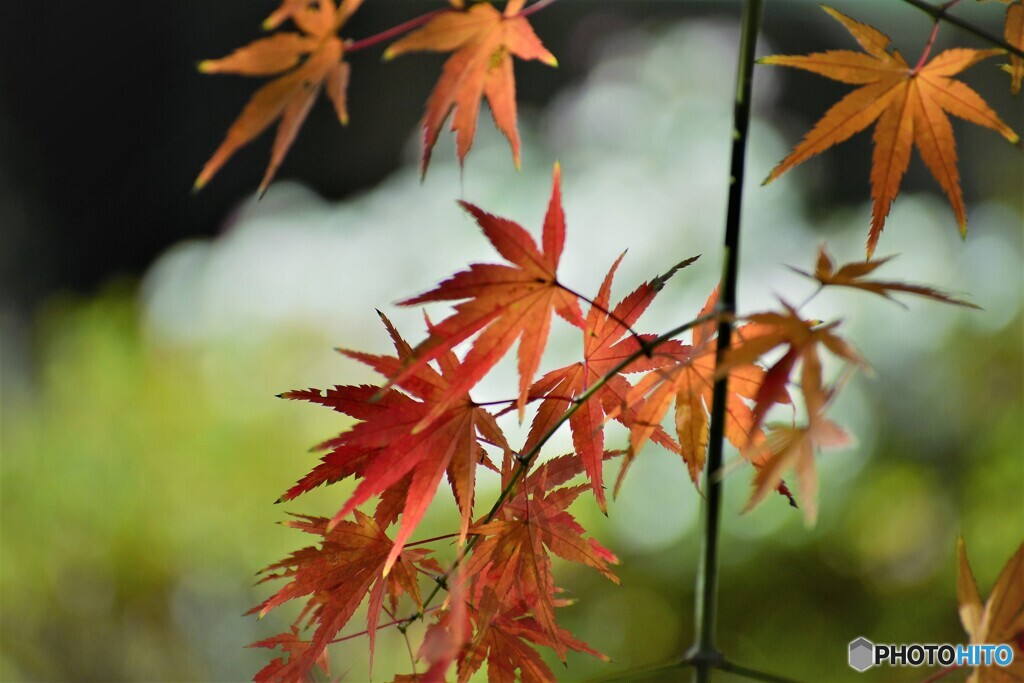 残り紅