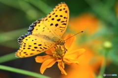 ツマグロヒョウモンの舞ー６