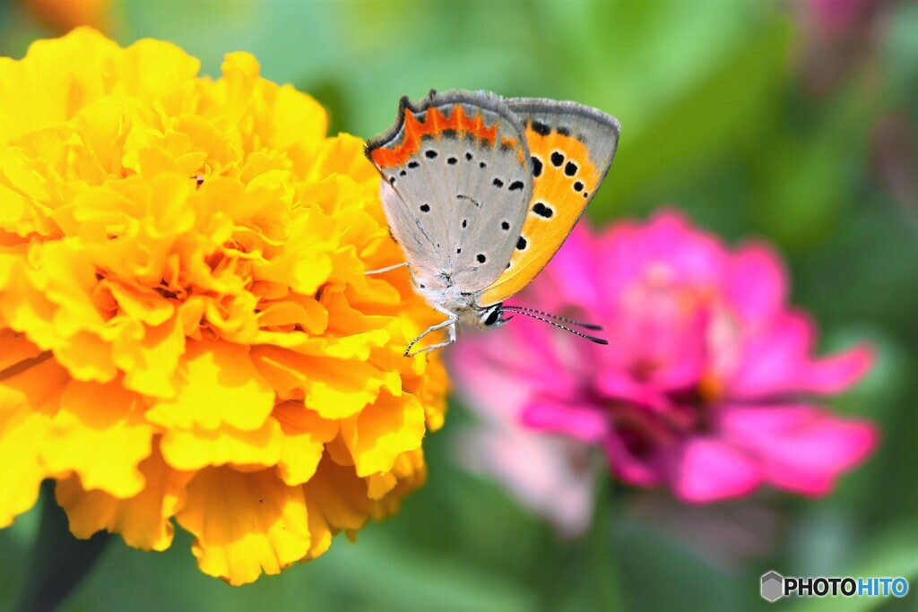 紅色の華