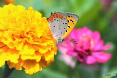 紅色の華