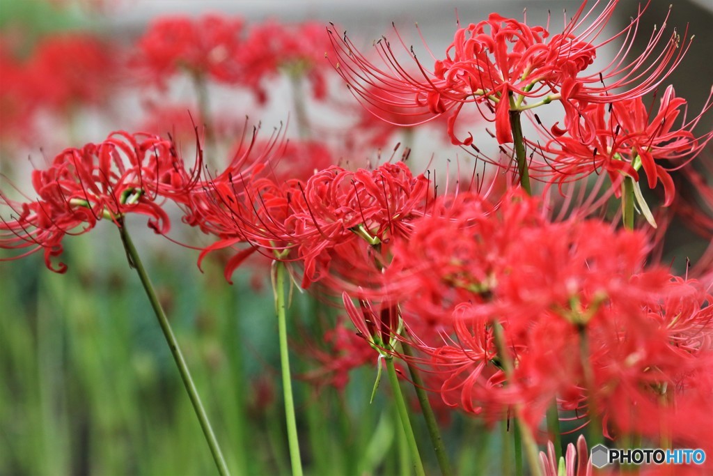 曼珠沙華の秋～、、、ⅱ