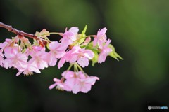 河津桜の宴～ⅰ