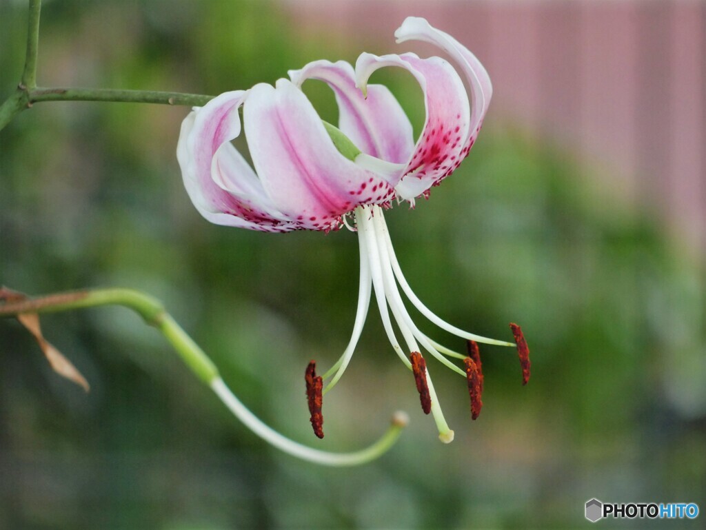 Lilium speciosum