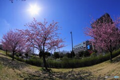 春のうららの隅田川～ⅱ
