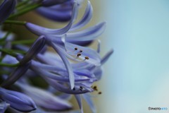 Agapanthus ‘Lilliput’