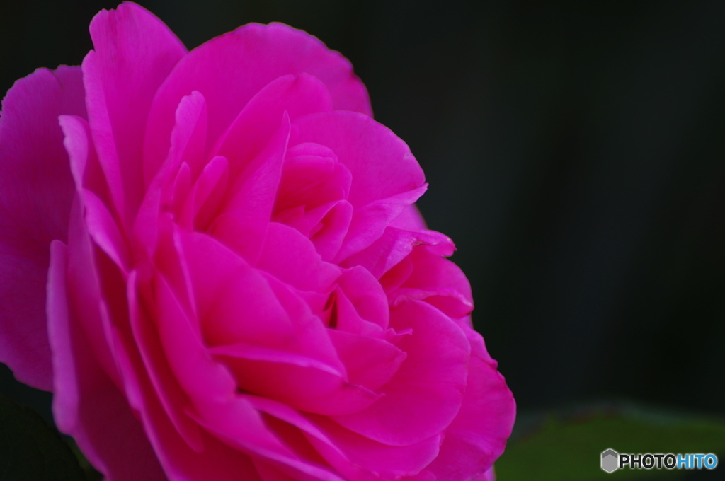 皐月花ー薔薇－３
