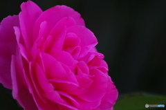 皐月花ー薔薇－３