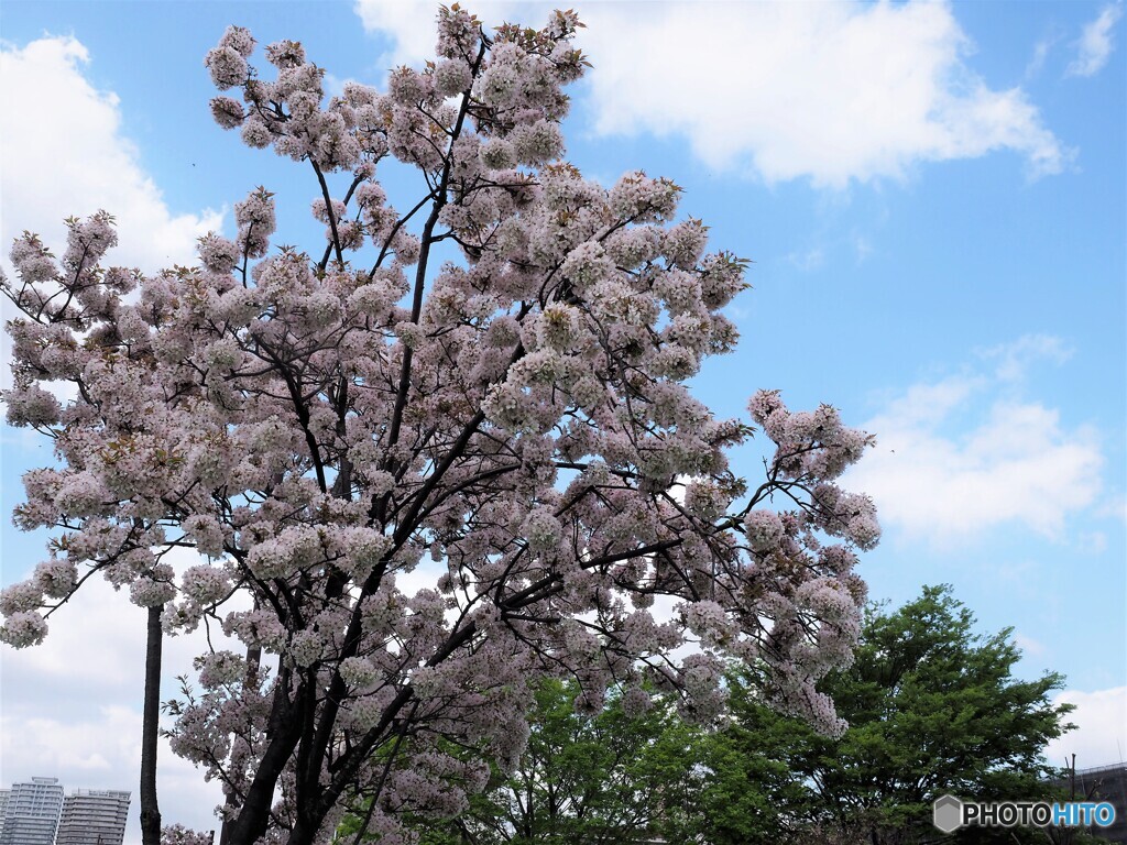 八重桜便り～xvii