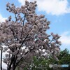 八重桜便り～xvii