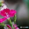 純粋で燃えるような愛.