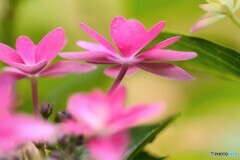 梅雨に咲く、、、ⅱ