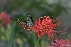 公園の蝶達～ⅳ