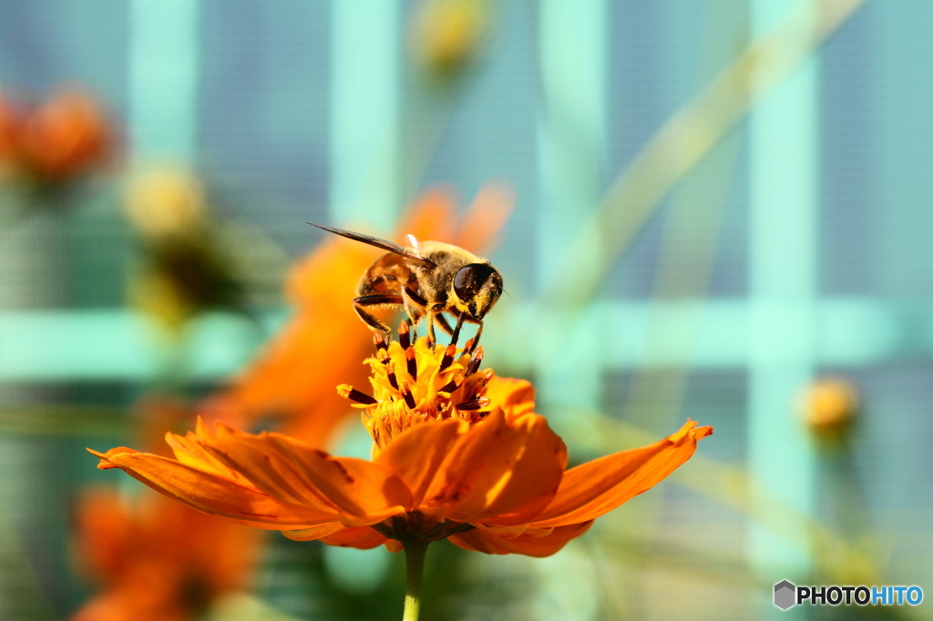 蜂の顔 By 4katu Id 写真共有サイト Photohito