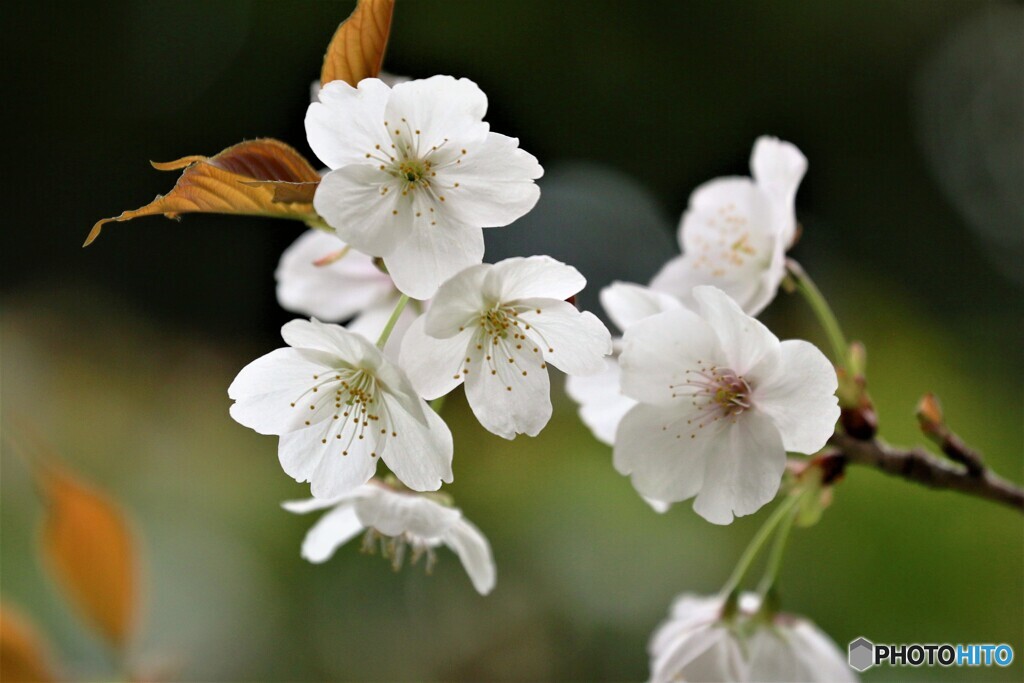 残彩　大島桜