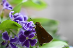 セセリ蝶の顔－13