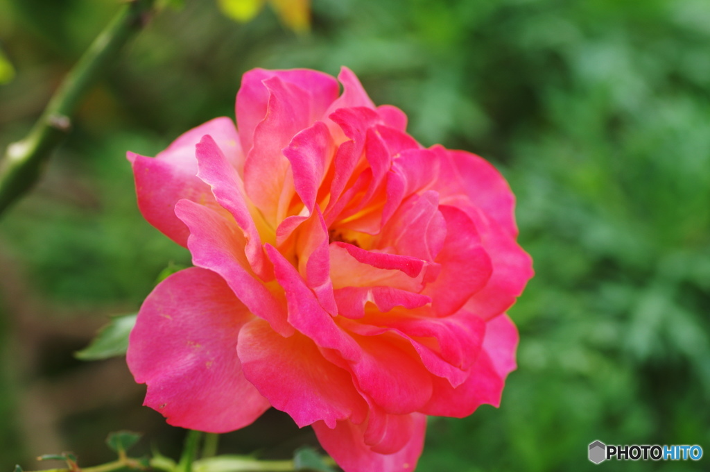 霜月花ー４