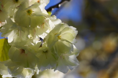 桜いろいろー３