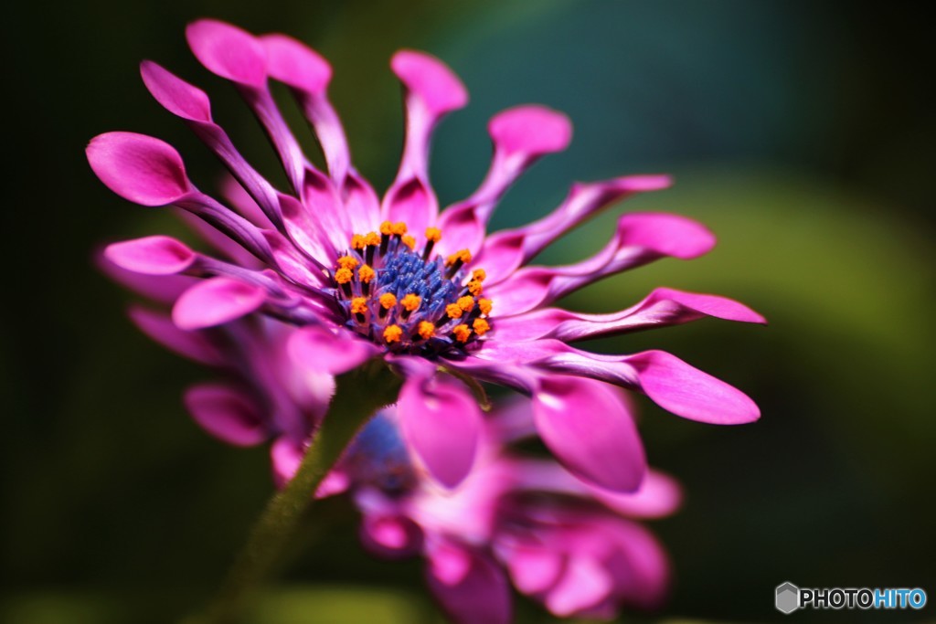 Osteospermum～①