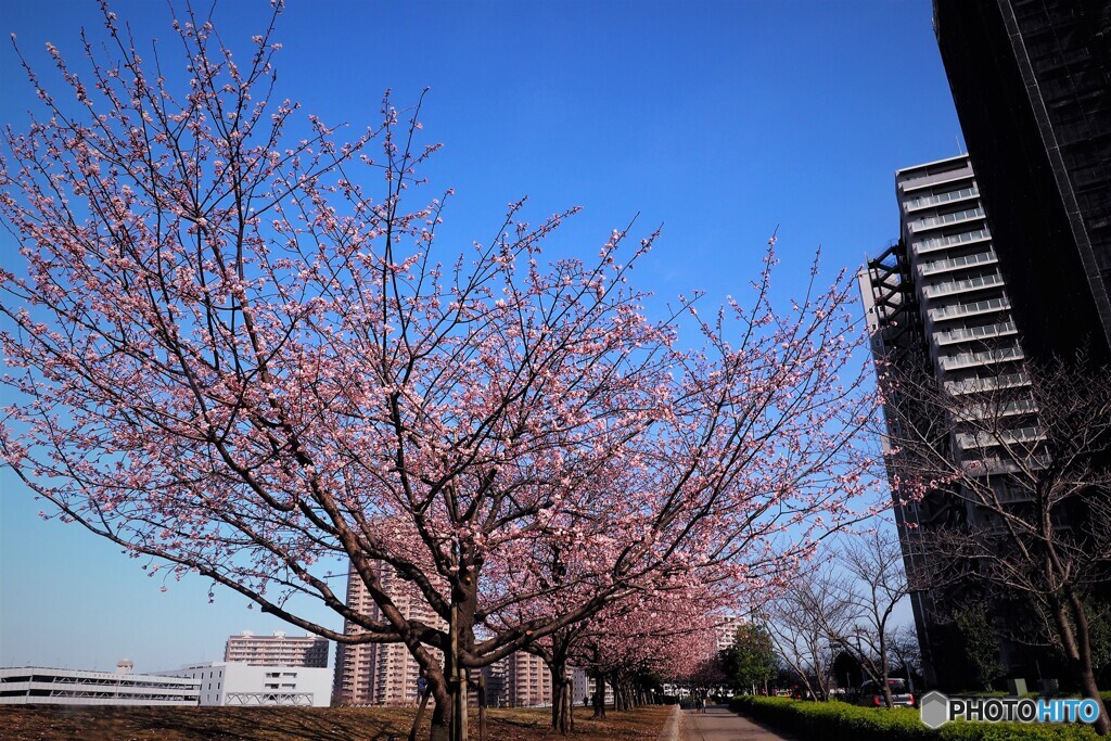 ２０２１桜だより～xix