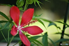紅蜀葵