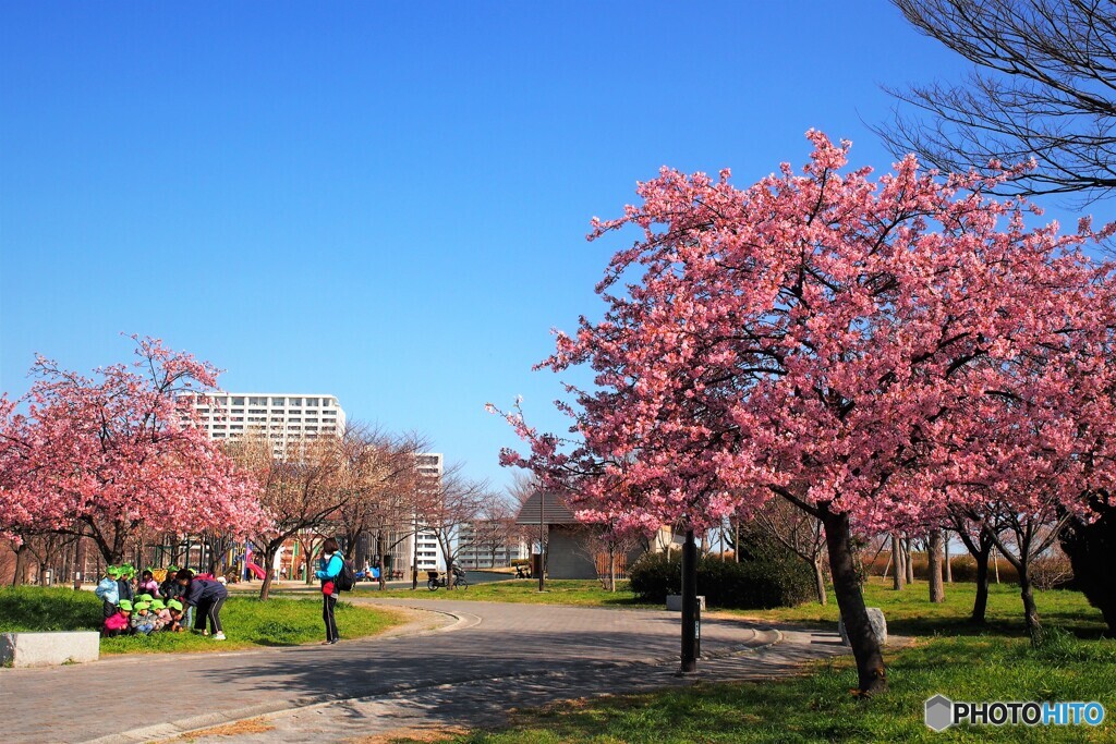 桜の下で、、、。