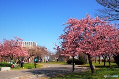 桜の下で、、、。