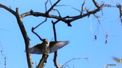 野鳥たちの秋～①