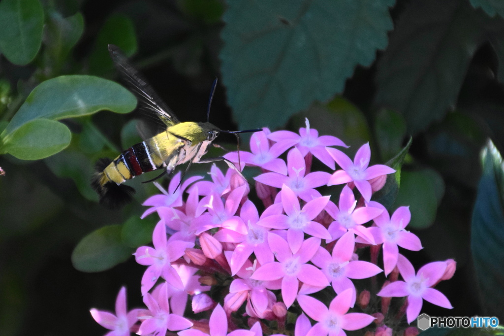 ホウジャクの舞ー１