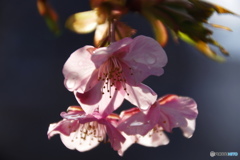 雨上がり桜