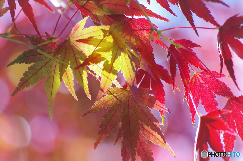 もみじのグラデーション～ⅱ