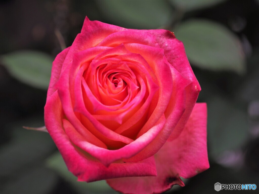 冬の薔薇の思い出～ⅲ