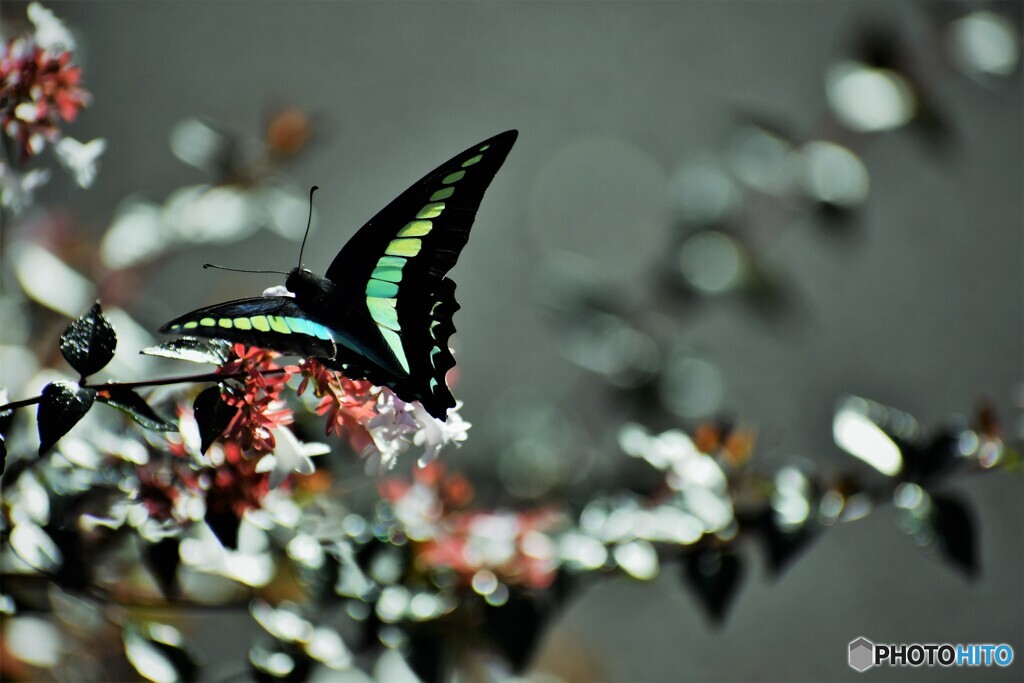 煌めきの青～ⅲ