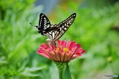 華やかに、、、。