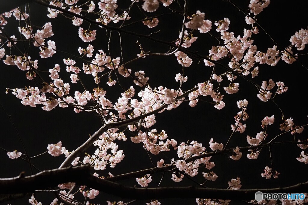 オオカンザクラ夜桜～ⅲ